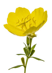 Naklejka premium Yellow flower of Evening Primrose, lat. Oenothera, isolated on white background