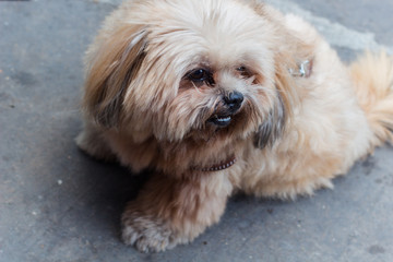 犬・もじゃもじゃ・マルチーズ