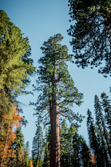 Grove of Mariposa. Picturesque giant redwoods