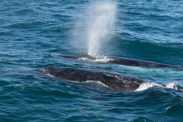 Obraz premium Humpback Whales (Megaptera novaeangliae) blowing, Port Stephens, Australia