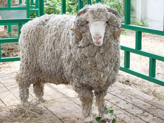 Sheep of breed - Soviet merino. Siberian agrotechnical exhibition-fair "Agro-Omsk 2017"