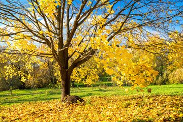 Colorful tree and blue sky in the autumn park