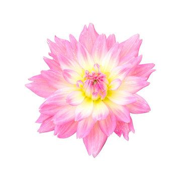 Pink Dahlia flower isolated on white background