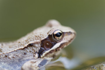 Frog in the water