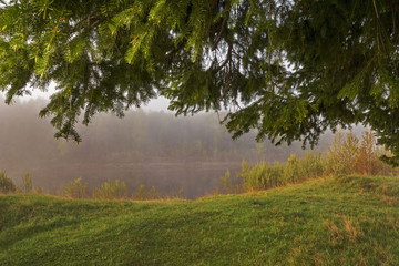 Forest frame. Abstraction of a spruce branch needles in the grey fog