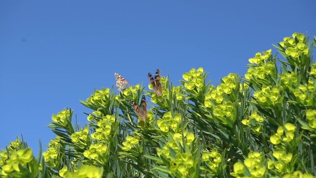 Butterflies and plies on spurge on a sunny day