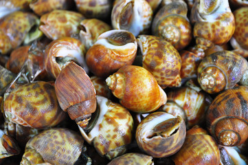 Fresh Spotted Babylon at Seafood Market