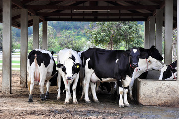 Cows in a farm. Dairy cows