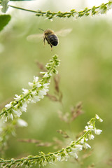 Bee in flight at the flower of Melilotus Officinalis. Bee on flower Melilotus officinalis. Bee on flower Melilotus officinalis