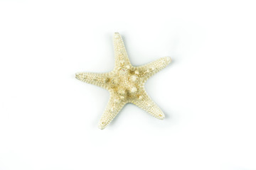 Fototapeta na wymiar Starfish isolated on white background,Clipping Path.