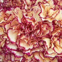 pale white and pink carnation flowers closeup, natural pattern