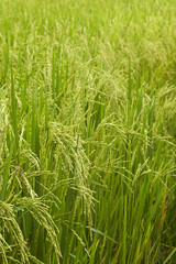 Close-up of riceplant
