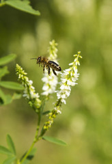 Bee in flight at the flower of Melilotus Officinalis. Bee on flower Melilotus officinalis. Bee on flower Melilotus officinalis