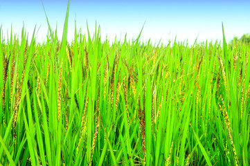 Fototapeta na wymiar The Green rice in the field rice