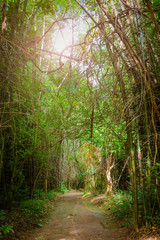 Walkway lane path in the forest