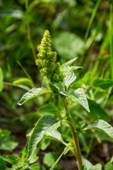 Weed and medicinal plant Amaranthus retroflexus
