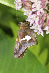 Silver-spotted skipper butterfly on milkweed flowers in Connecticut.