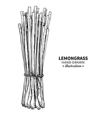 Lemongrass vector drawing. Isolated vintage illustration of leaves. Organic essential oil engraved style sketch.