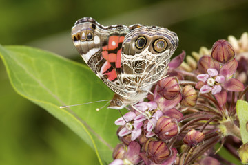 Underwing of American lady butterfly on milkweed flowers in Connecticut.