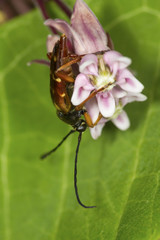 Banded longhorn beetle on a milkweed flower in Vernon, Connecticut.