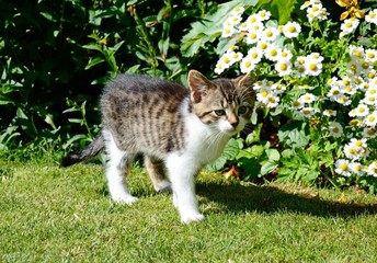 Nine week old grey tabby kitten standing in the garden.