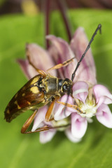 Banded longhorn beetle on a milkweed flower in Vernon, Connecticut.