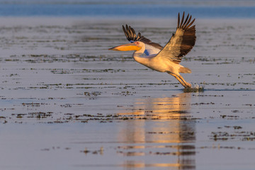 white pelican (pelecanus onocrotalus)