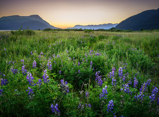 Last of the lupines