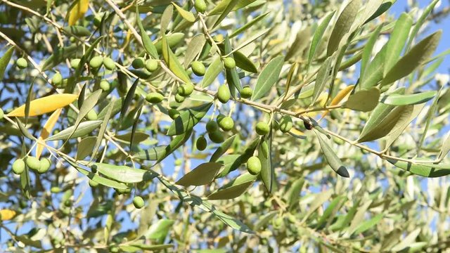 Olive tree branch with many fruits, low angle view blue sky in background