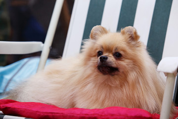 Dog breed Pomeranian spitz