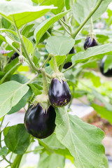 purple eggplant in vegetable garden
