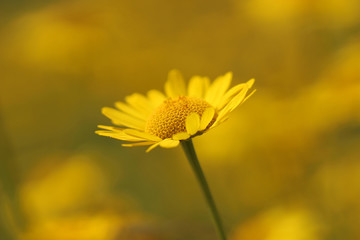 Yellow flower
