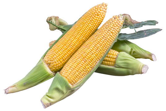 corn cob on white background