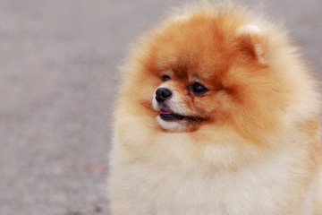 Dog breed Pomeranian spitz