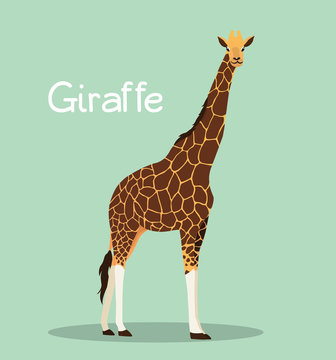 A tall giraffe illustration design on green background.vector