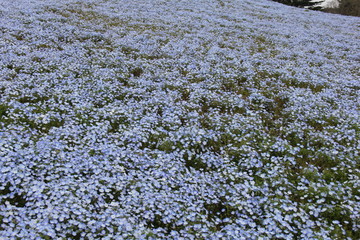 見渡す限りのネモフィラ畑(茨城県)