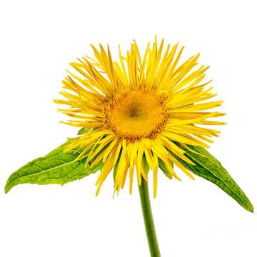 one elecampane flower side view with stem isolated on white background