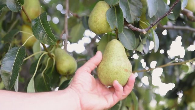 Human farmer hand testing ripeness of pear fruit from tree branch detail