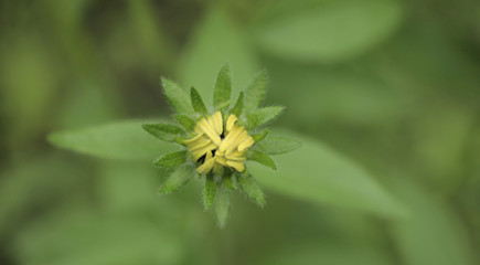 początek lata - pąk słonecznika © agarianna