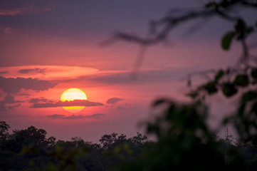 sunset in the forest