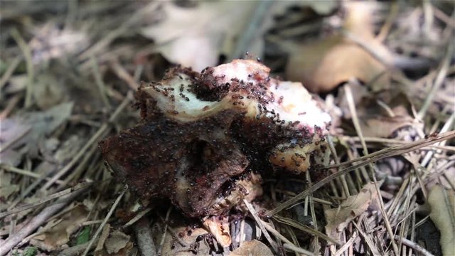 Ants eat prey. Ants gnaw the bone. The colony of ants drags the prey.