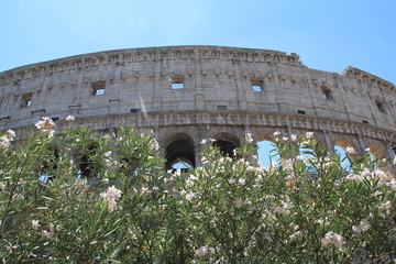 fleurs au Colis&eacute;e