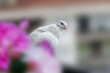 A white dove sitting on  the balcony