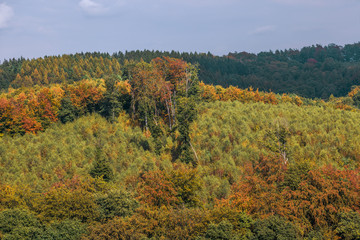 Blick auf einen schönen, bunten Herbstwald am Hang