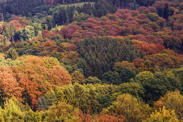 Blick auf einen schönen, bunten Herbstwald am Hang