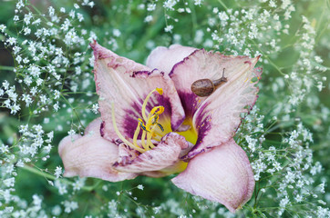 Natural background with flower Daylily and creeping snail