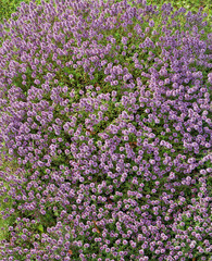 Obraz premium blossoming plant spice the Thyme
