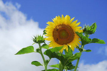 Sunflower on a bright sky