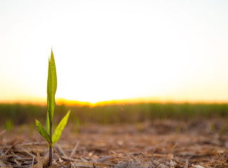 sugar cane plantation sunset