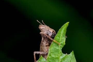 Brown monkey short horned grasshopper (Arthropoda: Insecta: Orthoptera: Chorotypidae: Erianthus versicolor) behind a green leaf playing hide and seek showing its head isolated with black background